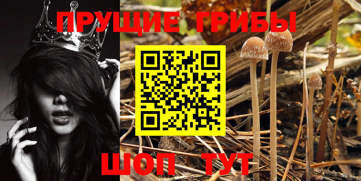 Псилоцибиновые грибы ЛСД Сосновый Бор